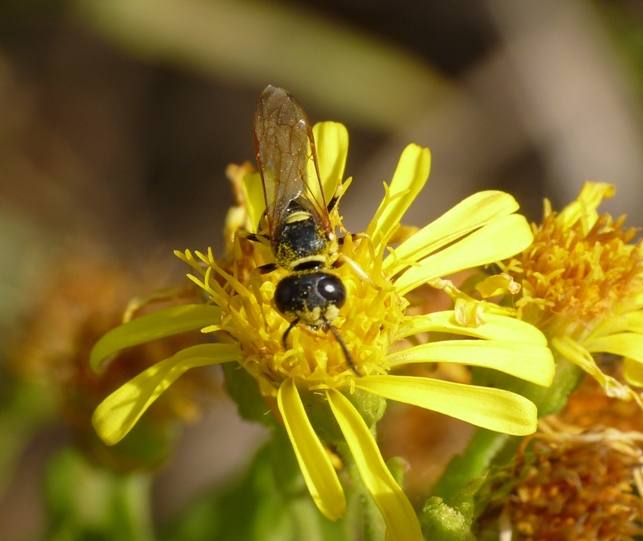 Philanthus triangulum (Crabronidae)